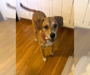 Labbe Dogs for adoption in Arlington, VA, USA