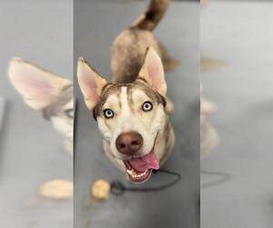 Siberian Husky Dogs for adoption in Peoria, IL, USA