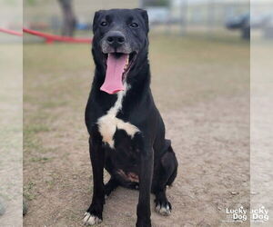 Labrador Retriever-Retriever Mix Dogs for adoption in Washington, DC, USA