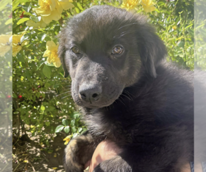 Border-Aussie Dogs for adoption in Fresno, CA, USA