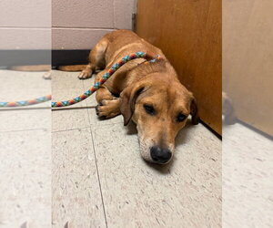Mutt Dogs for adoption in Abbeville, LA, USA