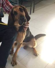 Medium Photo #1 Bloodhound Puppy For Sale in Ponca City, OK, USA
