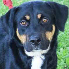 Sheprador Dogs for adoption in Huntley, IL, USA