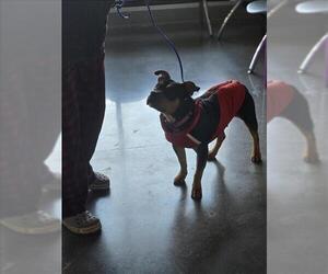 Mutt Dogs for adoption in Houston, TX, USA