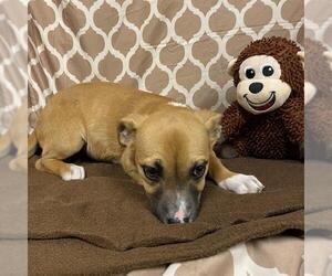 American Pit Bull Terrier-Unknown Mix Dogs for adoption in Modesto, CA, USA