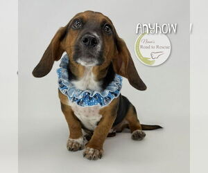Bagle Hound Dogs for adoption in Benton, LA, USA