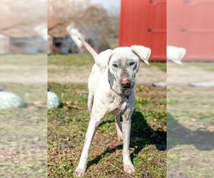 Labrador Retriever-Unknown Mix Dogs for adoption in Cleveland, TN, USA