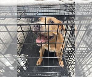American Pit Bull Terrier-Unknown Mix Dogs for adoption in Las Vegas, NV, USA