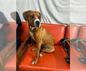 Boxer-Unknown Mix Dogs for adoption in Martinsburg, WV, USA