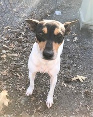 Jack-Rat Terrier Dogs for adoption in Poughkeepsie, GA, USA