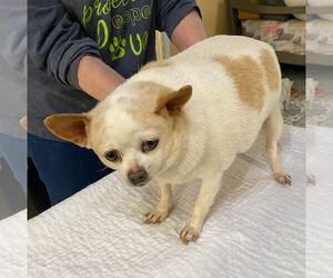Chihuahua Dogs for adoption in Benton, LA, USA