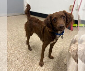 American Water Spaniel-Unknown Mix Dogs for adoption in Boston, MA, USA