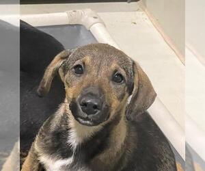 German Shepherd Dog-Unknown Mix Dogs for adoption in Bakersfield, CA, USA