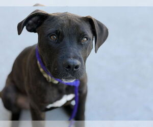 Mutt Dogs for adoption in Tulsa, OK, USA