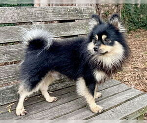 Pomeranian Dogs for adoption in Fremont, CA, USA