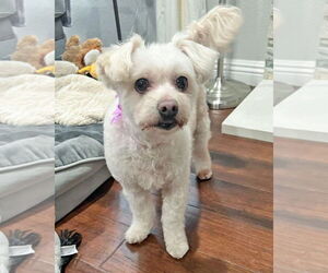 Maltese-Unknown Mix Dogs for adoption in Corona, CA, USA