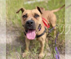 American Pit Bull Terrier-Black Mouth Cur Mix Dogs for adoption in Aurora, CO, USA