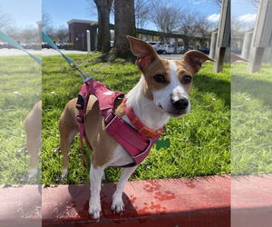 Rat Terrier-Unknown Mix Dogs for adoption in Davis, CA, USA