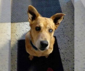 Carolina Dog-Unknown Mix Dogs for adoption in Fishers, IN, USA
