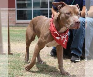American Staffordshire Terrier-Unknown Mix Dogs for adoption in San Antonio, TX, USA