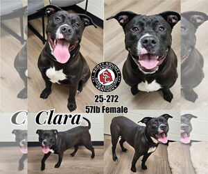 American Pit Bull Terrier Dogs for adoption in Georgetown, KY, USA