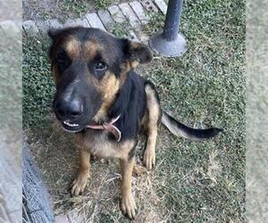 German Shepherd Dog Dogs for adoption in San Antonio, TX, USA