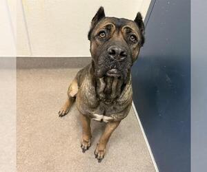 Mutt Dogs for adoption in HESPERIA, CA, USA