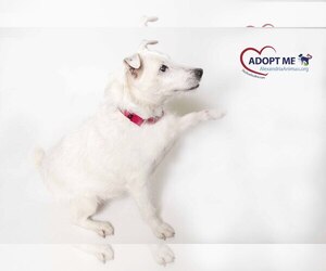 Parson Russell Terrier Dogs for adoption in Alexandria, VA, USA