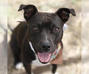 American Staffordshire Terrier Dogs for adoption in San Antonio, TX, USA