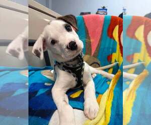 American Staffordshire Terrier-Unknown Mix Dogs for adoption in Lakewood, CO, USA