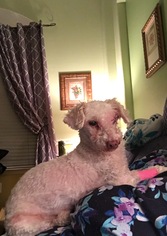 Medium Photo #1 Poodle (Toy) Puppy For Sale in McKinney, TX, USA