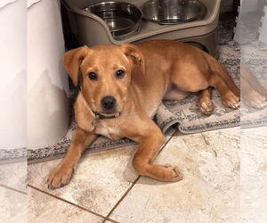 Labrador Retriever-Unknown Mix Dogs for adoption in MECHANICSBURG, PA, USA
