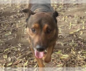 German Shepherd Dog-Unknown Mix Dogs for adoption in Martinez, CA, USA