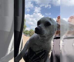 Chihuahua Dogs for adoption in Houston, TX, USA