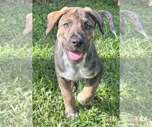 Labrador Retriever-Unknown Mix Dogs for adoption in Royal Palm Beach, FL, USA