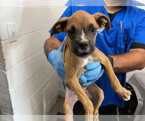 Boxer-Unknown Mix Dogs for adoption in San Bernardino, CA, USA