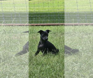 Miniature Pinscher-Unknown Mix Dogs for adoption in McKinney, TX, USA