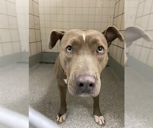 American Pit Bull Terrier-Unknown Mix Dogs for adoption in Pasadena, TX, USA