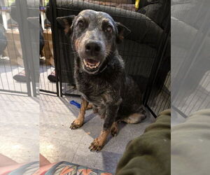 Mutt Dogs for adoption in Garden City, NY, USA