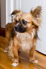 Pekingese Dogs for adoption in Newport, KY, USA