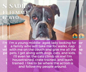 Boxer Dogs for adoption in Woodbury, MN, USA