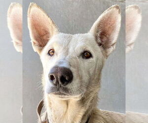 German Shepherd Dog Dogs for adoption in Phoenix, AZ, USA