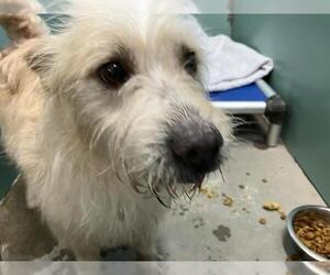 Cairn Terrier Dogs for adoption in Camarillo, CA, USA