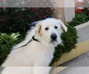 Great Pyrenees Dogs for adoption in Mundelein, IL, USA