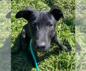 Borador Dogs for adoption in Bellevue, WA, USA