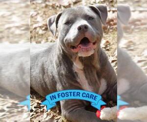 American Staffordshire Terrier-Unknown Mix Dogs for adoption in Tallahassee, FL, USA