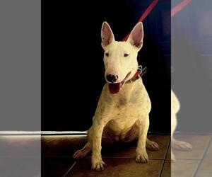 Bull Terrier Dogs for adoption in Dana Point, CA, USA