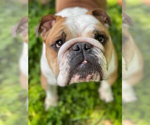 Bulldog Dogs for adoption in Denton, TX, USA