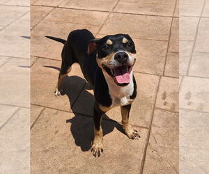 Boston Terrier-Unknown Mix Dogs for adoption in Shreveport, LA, USA
