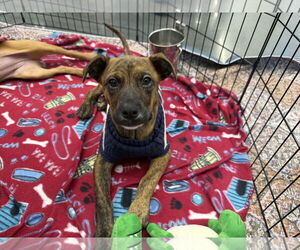 Labrador Retriever-Unknown Mix Dogs for adoption in The Woodlands, TX, USA